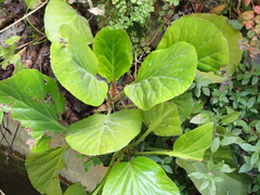 Bergenia