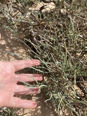 Arthrocaulon macrostachyum