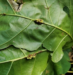 Kokkocynips decidua