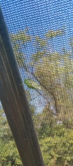 Tettigoniidae