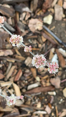 Eriogonum elongatum