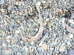 Scyliorhinus canicula