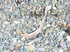 Scyliorhinus canicula