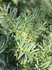 Taxus baccata
