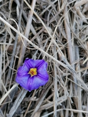 Lycianthes rantonnetii
