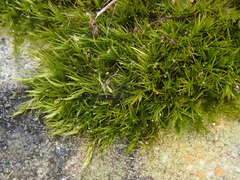 Rhynchostegiella tenella