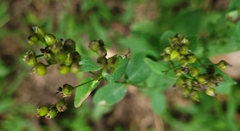 Hypericum punctatum