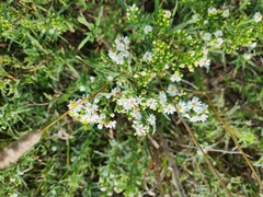 Symphyotrichum lanceolatum interior