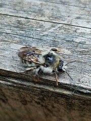 Bombus deuteronymus