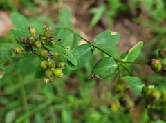 Hypericum punctatum