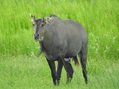 Boselaphus tragocamelus