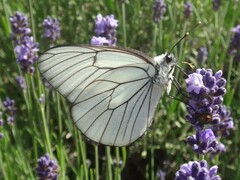 Aporia crataegi