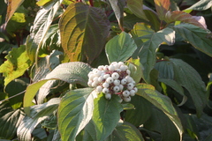 Cornus alba
