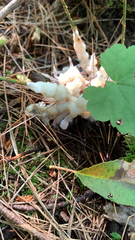 Clavulina rugosa