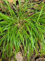 Carex pedunculata