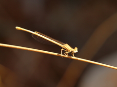 Platycnemis dealbata