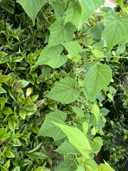 Vitaceae