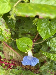 Ipomoea hederacea integriuscula