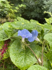 Ipomoea hederacea integriuscula