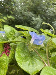 Ipomoea hederacea integriuscula