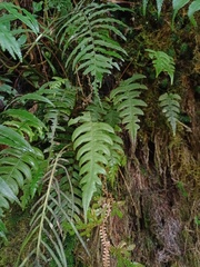 Cranfillia vulcanica