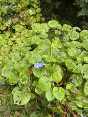 Ipomoea hederacea integriuscula