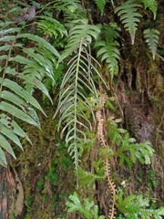 Cranfillia vulcanica