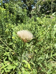 Tragopogon dubius