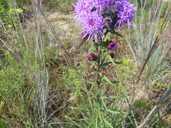 Liatris novae-angliae