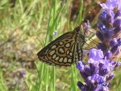 Heteropterus morpheus