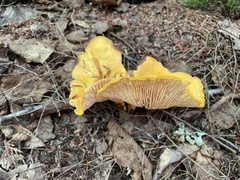 Craterellus ignicolor