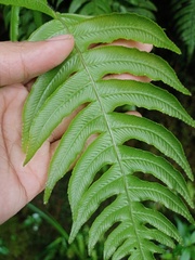 Cranfillia vulcanica