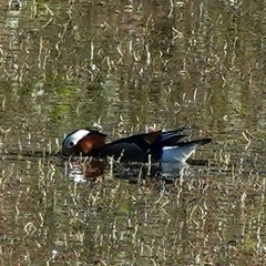 Aix galericulata