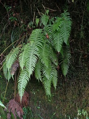 Cranfillia vulcanica