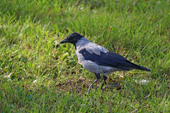 Corvus cornix