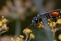 Astata