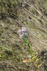 Galatella sedifolia