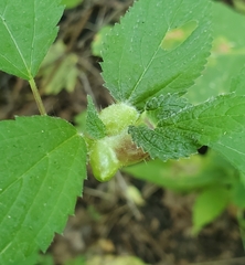 Dasineura involuta