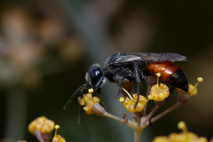Astata