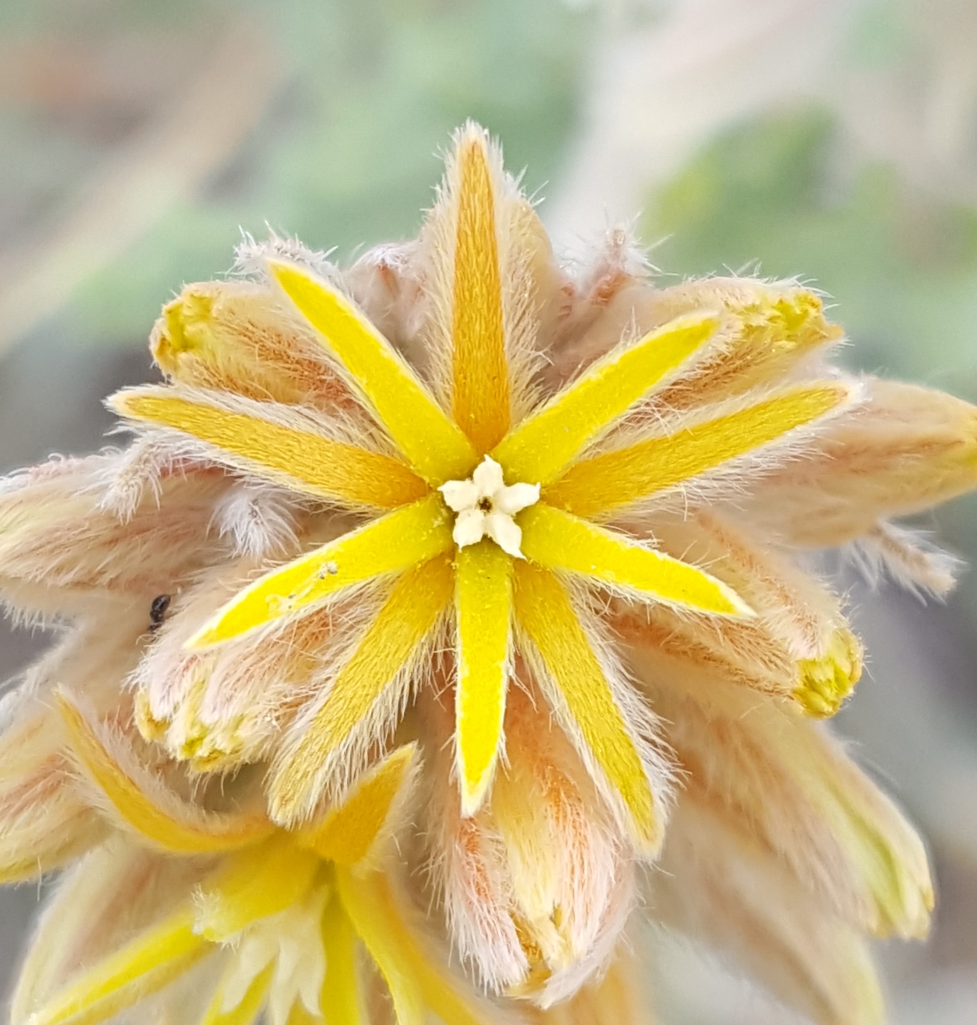 Cevallia sinuata