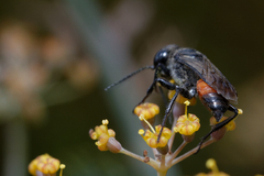 Astata