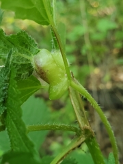 Dasineura involuta