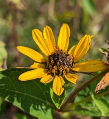 Heliopsis