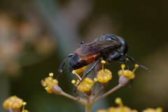 Astata