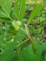 Dasineura involuta