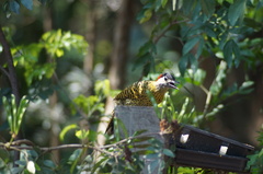 Colaptes melanochloros
