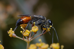 Astata