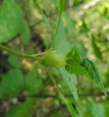 Dasineura involuta