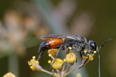 Astata