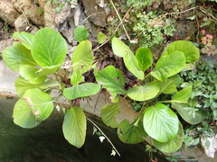 Bergenia